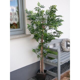 EUROPALMS Ficus Longifolia, Kunstpflanze, 165cm