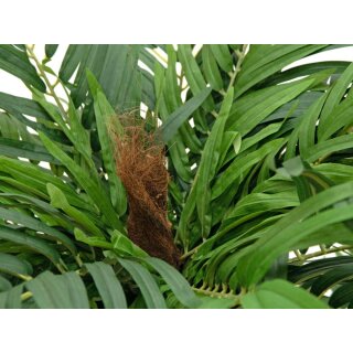 EUROPALMS Areca Palme, Kunstpflanze, 140cm